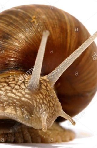Snails